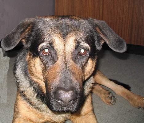 Blanding af racer Basse billede 10