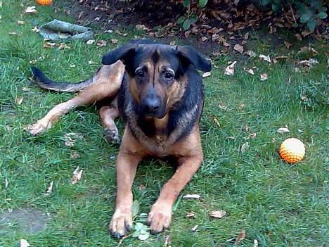 Blanding af racer Basse billede 11