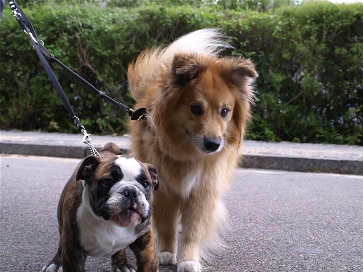 Islandsk fårehund Flóki - Tukki og Valder, super billede, desværre mangler lige deres fusser [taget af mig] billede 8