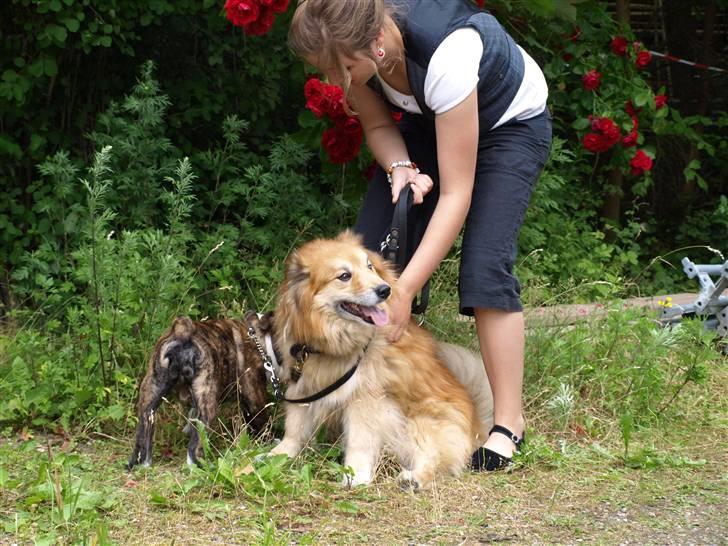 Islandsk fårehund Flóki - Valder, Tukki og mig [taget af mor] billede 9
