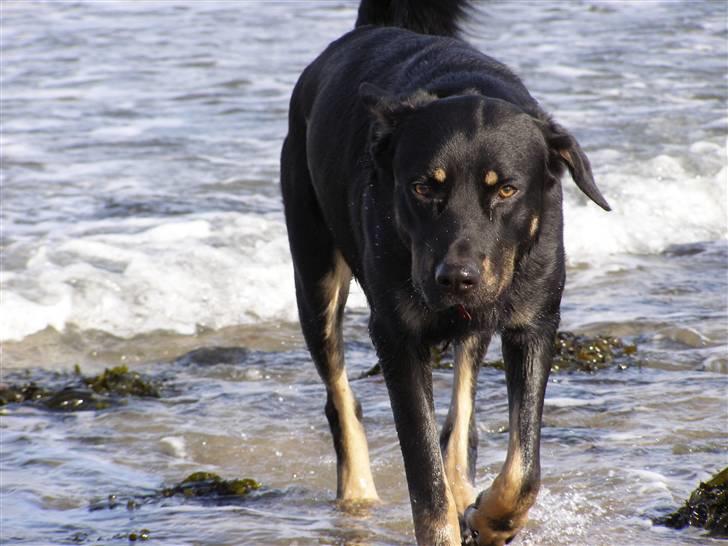 Blanding af racer Ninjo - 230208 billede 19