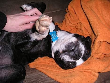 Boston terrier Lance - Åhhhh, ja, klø bare videre!! billede 3