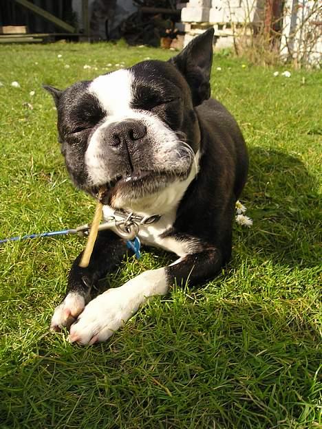 Boston terrier Lance - Manner, sikke en lækker tyggepind! billede 4