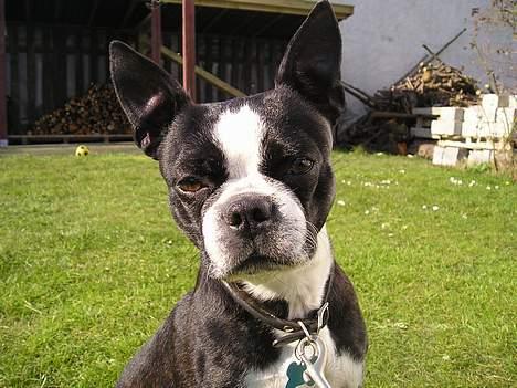 Boston terrier Lance - Hørte jeg nogen gø??? billede 5
