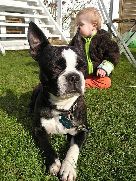 Boston terrier Lance - Sikke dejligt forårsvejr! billede 6