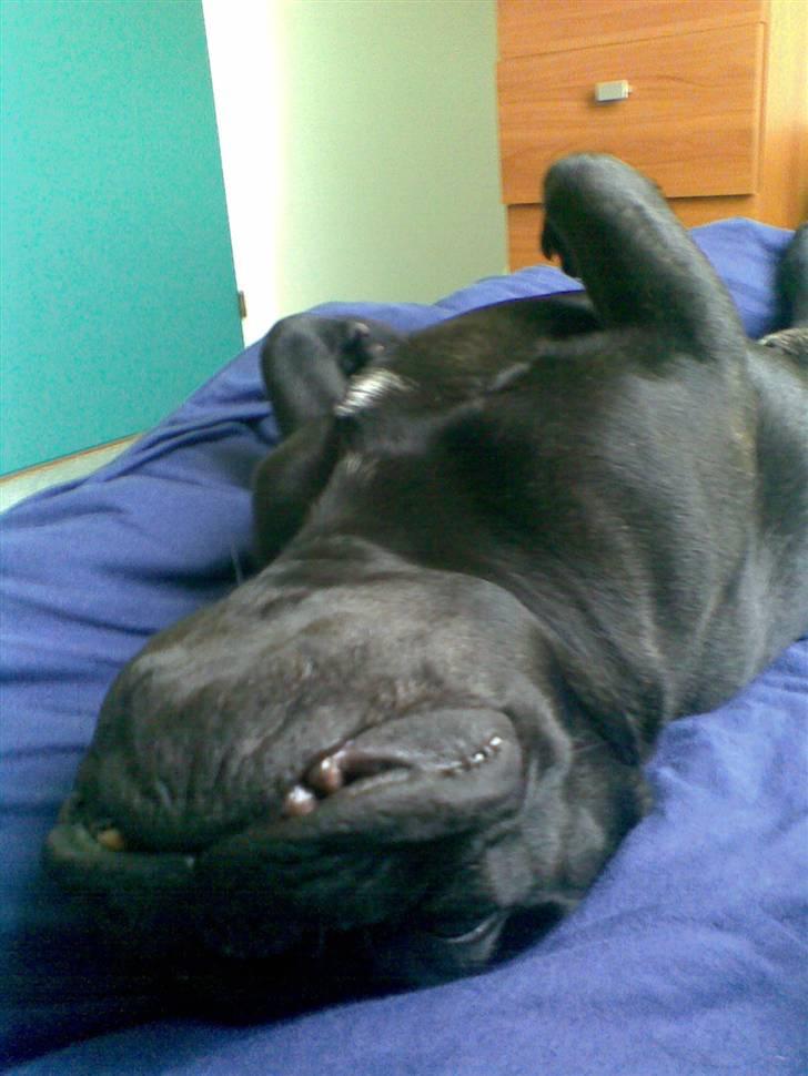 Fransk bulldog Adonis Kinibox [LOTUS] -  - Så fjollede min far og mor er billede 6