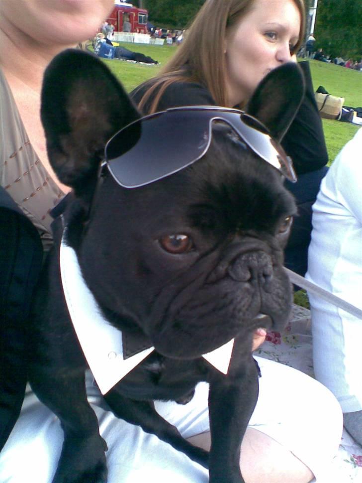 Fransk bulldog Adonis Kinibox [LOTUS] -  - Foto: Alex Larsen billede 7