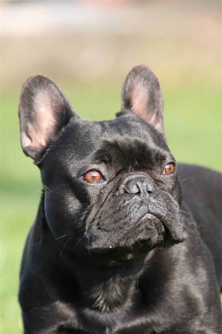 Fransk bulldog Adonis Kinibox [LOTUS] -  - Død ved kølle!!! billede 8