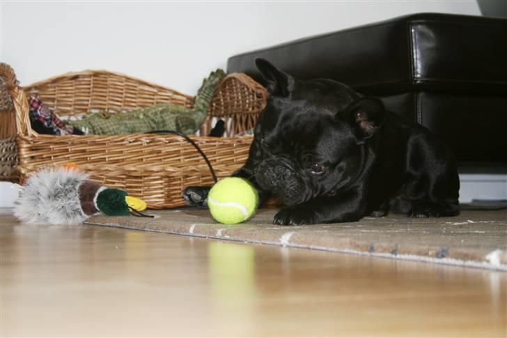 Fransk bulldog Adonis Kinibox [LOTUS] -  - Dø din skide tennisbold billede 9