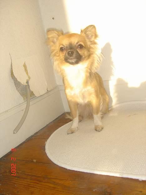 Chihuahua Kiwi - Elsker når solen skinner (: billede 9