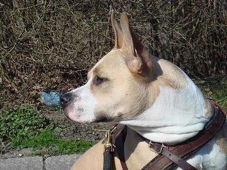 Amerikansk staffordshire terrier Xena billede 7