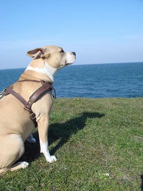 Amerikansk staffordshire terrier Xena - Er du vimmer et blæsevejr billede 8