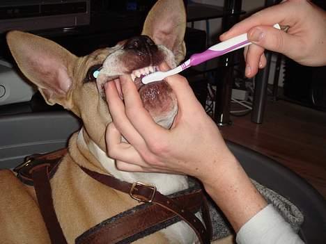 Amerikansk staffordshire terrier Xena - Bisserne børstes af farmand billede 9