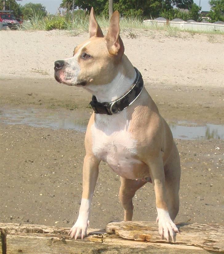 Amerikansk staffordshire terrier Xena billede 10