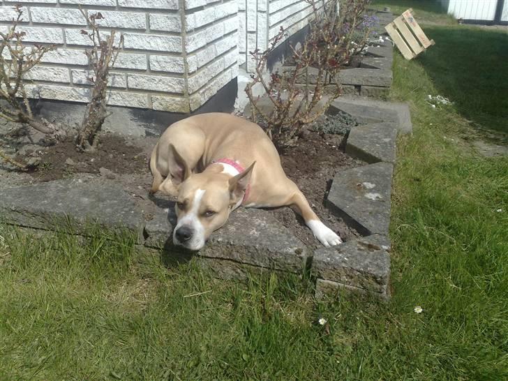 Amerikansk staffordshire terrier Xena - ligger lige i farmors rosen bed. aaaarrh!!! billede 11