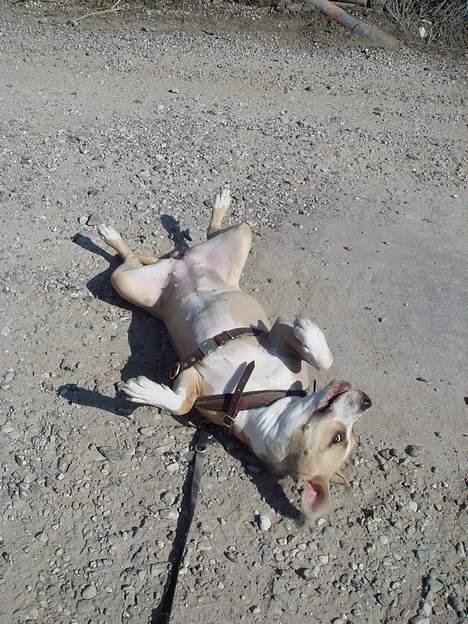 Amerikansk staffordshire terrier Xena - Så er der lidt ekstra arbejde til mor. godt rundt i gruset mmmh billede 12