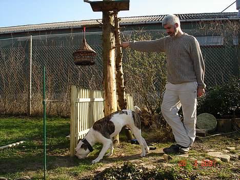 Amerikansk bulldog Mathilde - Mathilde og Dan laver indhegning ;-) billede 4