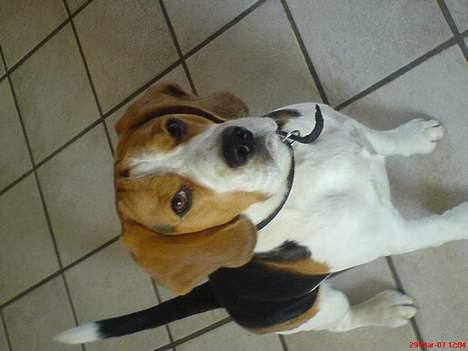Beagle Basse billede 1