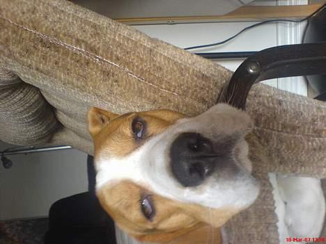 Beagle Basse - ja den er lige vågnetde  billede 2