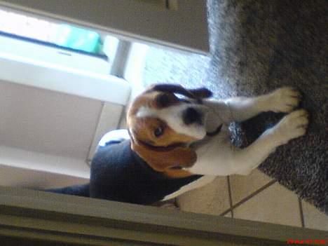 Beagle Basse billede 3