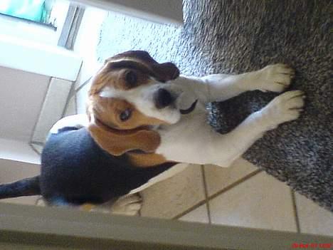 Beagle Basse billede 4