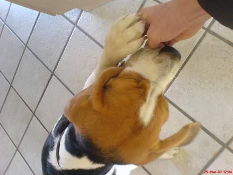Beagle Basse billede 5