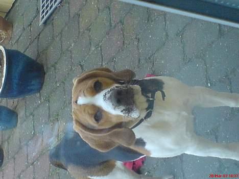 Beagle Basse - de skal jo have lov til og grave lidt billede 6