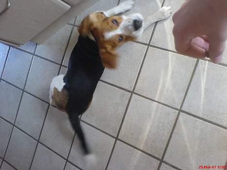 Beagle Basse billede 7