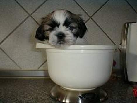 Shih tzu Fiona billede 19