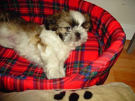 Shih tzu Fiona billede 20