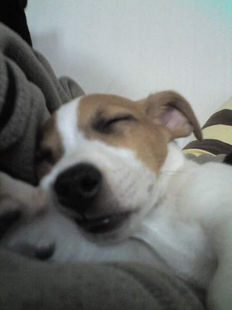 Jack russell terrier Bandit - Zzzzzz billede 12