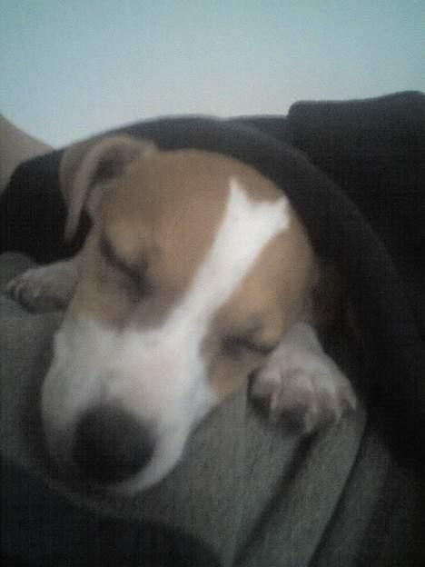 Jack russell terrier Bandit - Er helt black out! billede 13