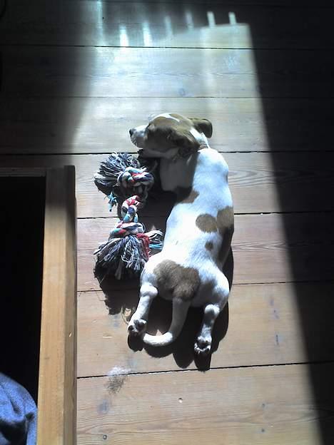 Jack russell terrier Bandit - Solen er min bedste ven! billede 15