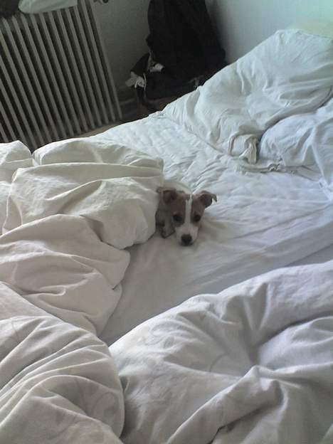 Jack russell terrier Bandit - Skal vi virkelig op nu?! billede 16