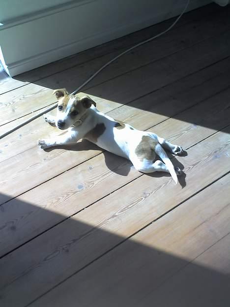 Jack russell terrier Bandit - Flader helt ud!! billede 17