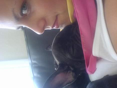 Fransk bulldog Paya billede 5