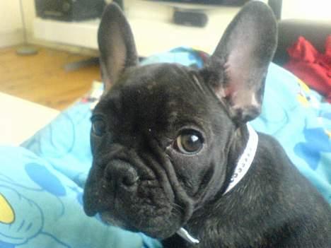 Fransk bulldog Paya billede 6