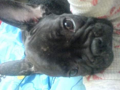 Fransk bulldog Paya billede 7