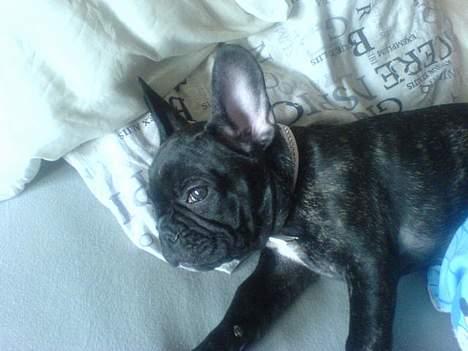 Fransk bulldog Paya billede 8