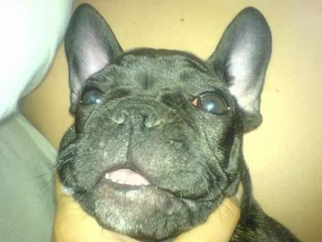 Fransk bulldog Paya billede 9