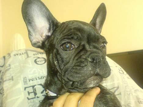 Fransk bulldog Paya billede 10