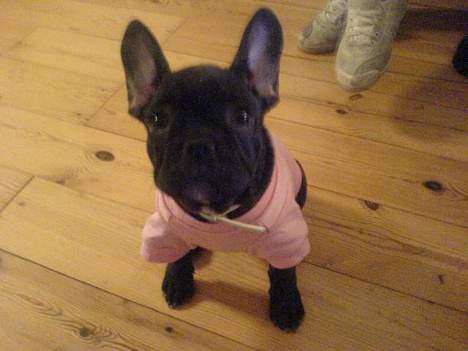 Fransk bulldog Paya billede 11