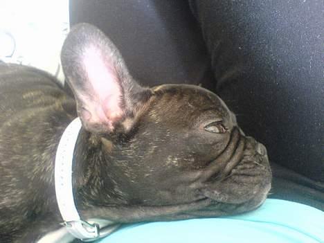 Fransk bulldog Paya billede 12