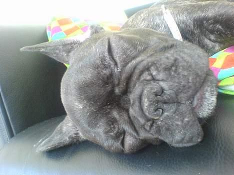 Fransk bulldog Paya billede 13