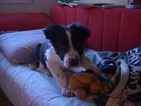 Border collie Charlie - Hos sin gamle ejer. billede 1