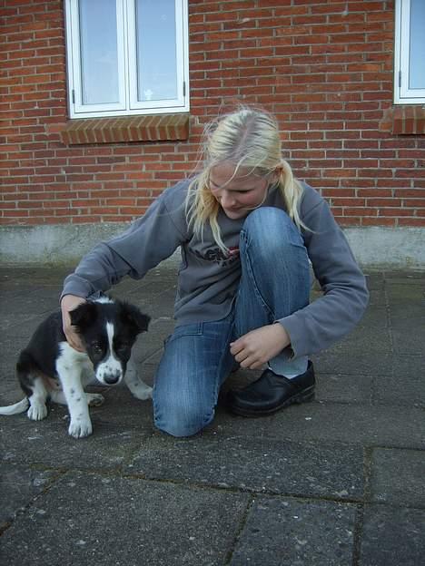 Border collie Charlie - Mor er lige kommet hjem med ham. Lidt bange. billede 2