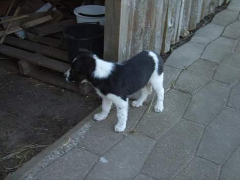 Border collie Charlie billede 3