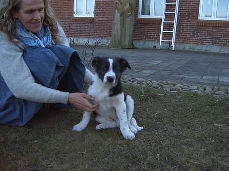 Border collie Charlie billede 4