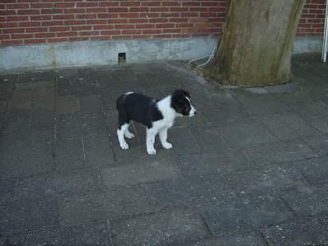 Border collie Charlie billede 5