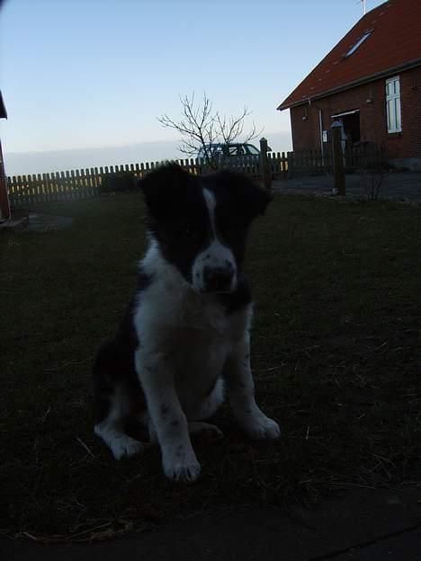 Border collie Charlie - Lidt mørkt:( billede 6